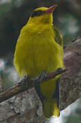 Slender-billed Oriole