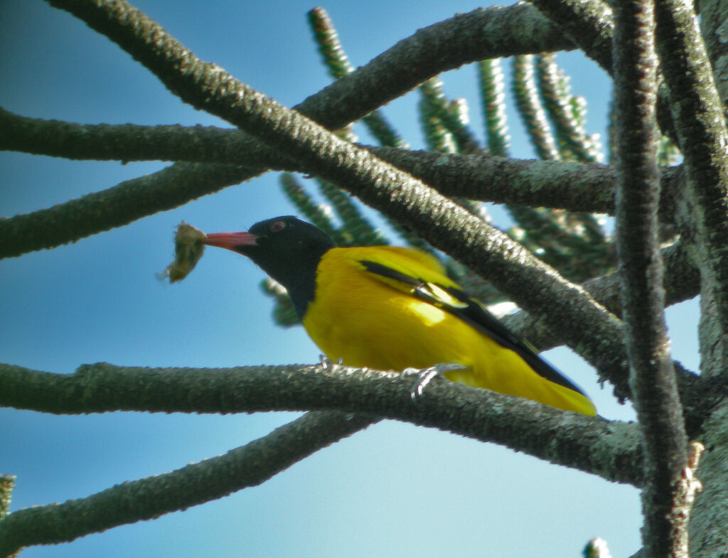 Black-hooded Oriole