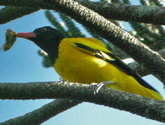 Black-hooded Oriole