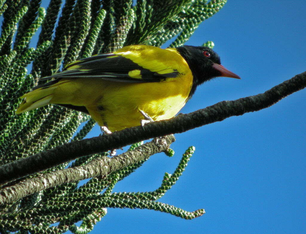 Black-hooded Oriole