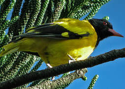 Black-hooded Oriole