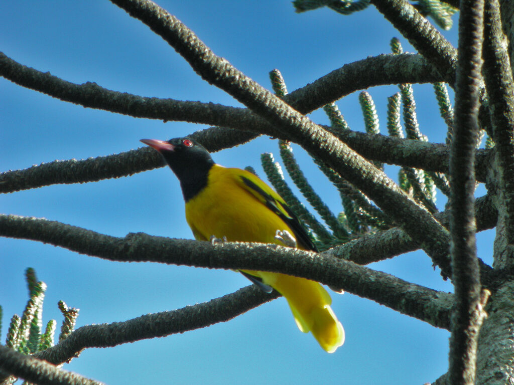 Black-hooded Oriole