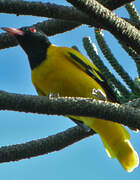 Black-hooded Oriole