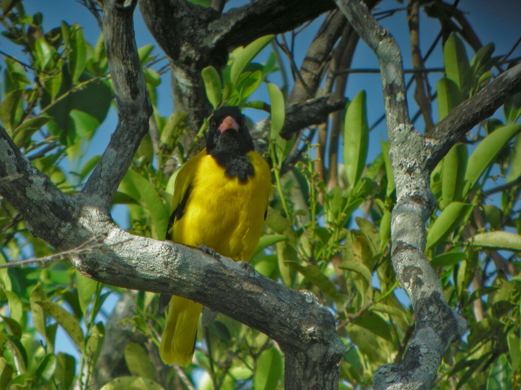 Black-hooded Oriole