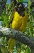 Black-hooded Oriole