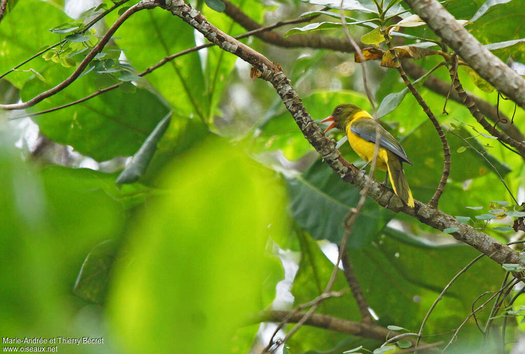 Green-headed Orioleadult