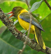 Green-headed Oriole