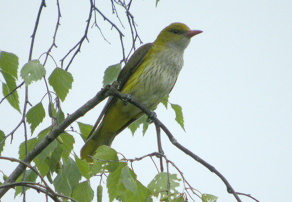 Eurasian Golden Oriole