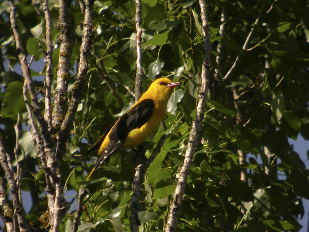 Eurasian Golden Oriole