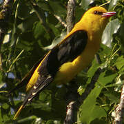 Eurasian Golden Oriole