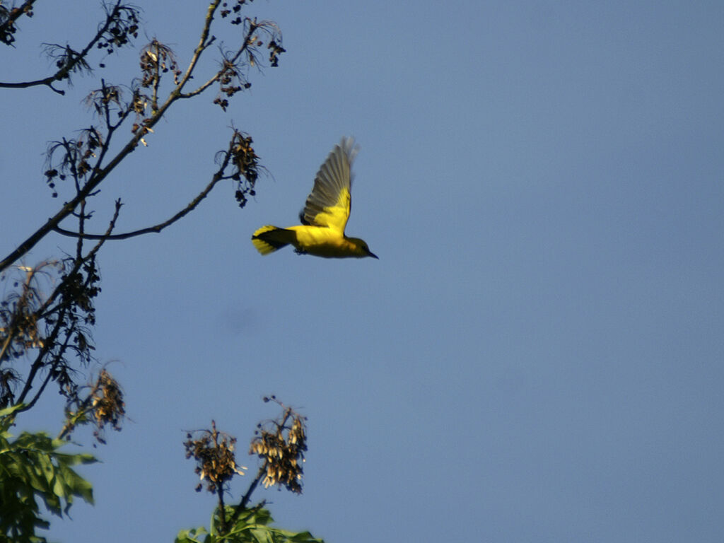 Eurasian Golden Oriole