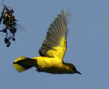 Eurasian Golden Oriole