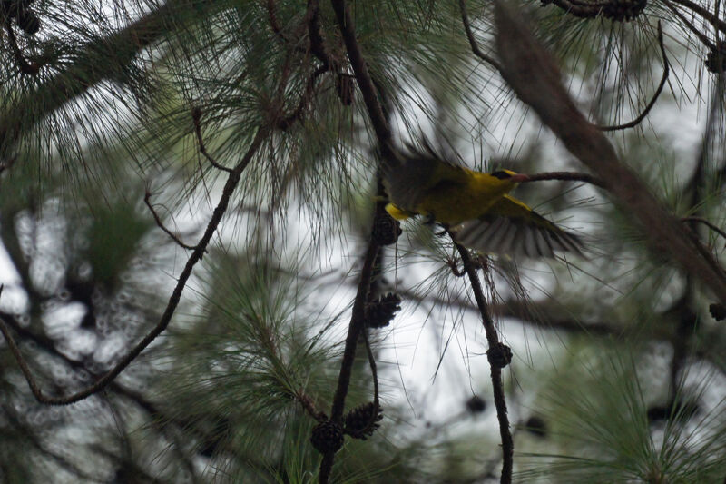 Black-naped Oriole