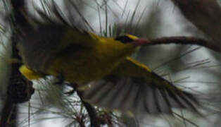 Black-naped Oriole