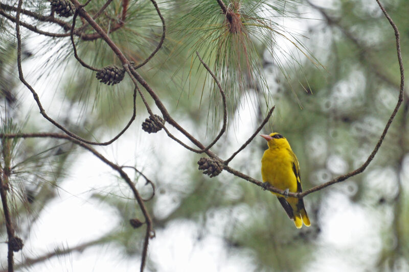 Black-naped Oriole