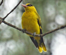 Black-naped Oriole