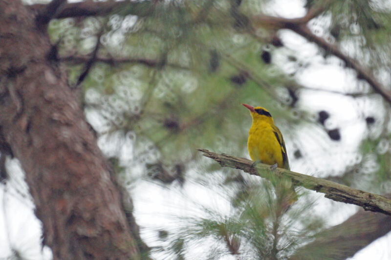 Black-naped Oriole