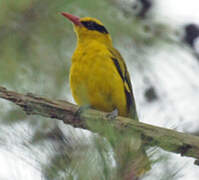 Black-naped Oriole