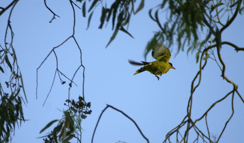 African Golden Oriole