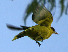 African Golden Oriole