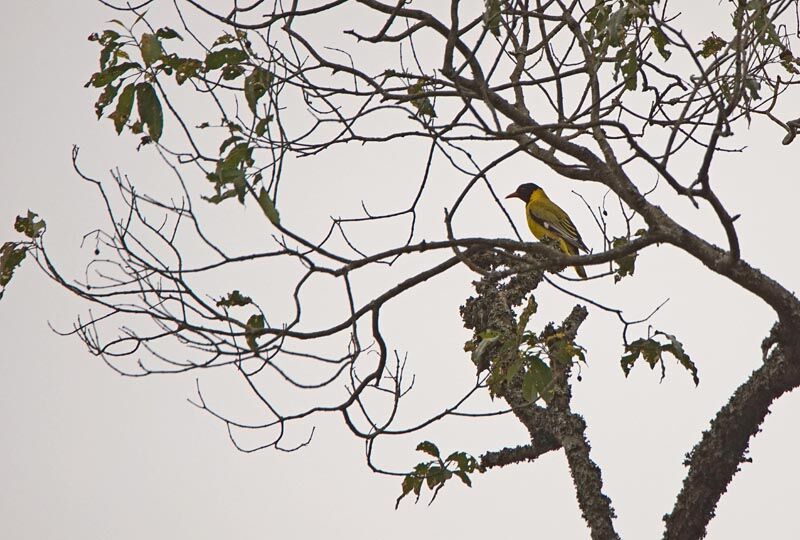 Black-headed Oriole