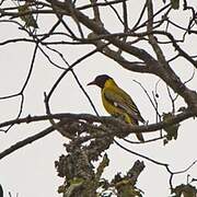 Black-headed Oriole