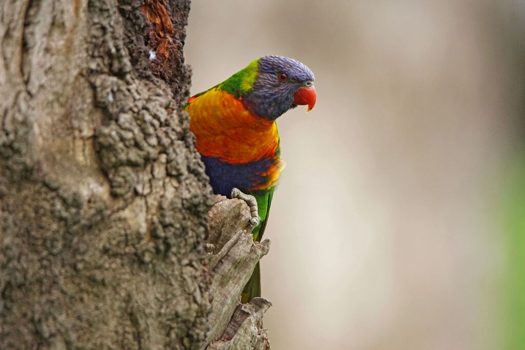 Rainbow Lorikeet