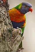 Rainbow Lorikeet