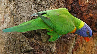 Rainbow Lorikeet