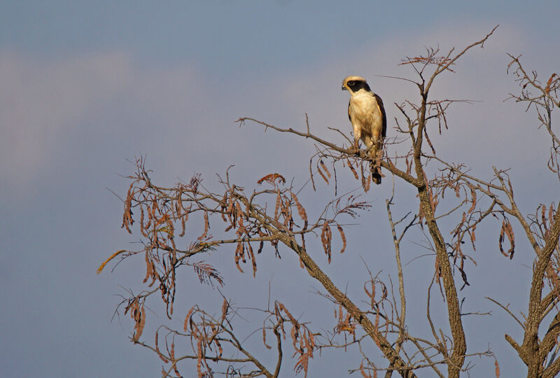 Laughing Falcon