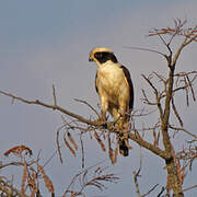 Laughing Falcon