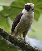 Laughing Falcon