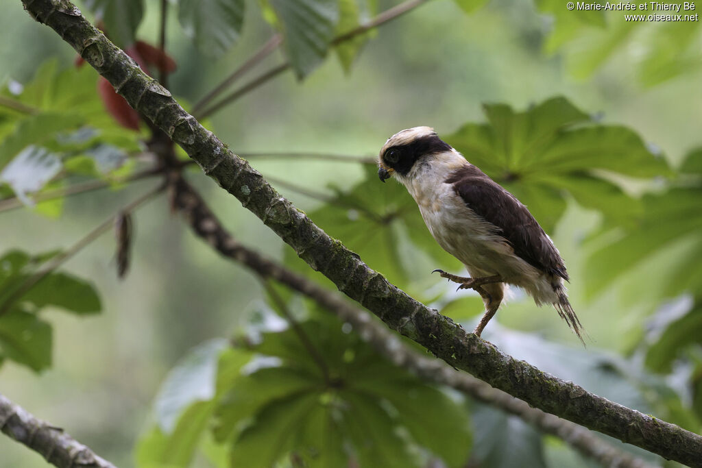 Laughing Falcon