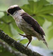 Laughing Falcon