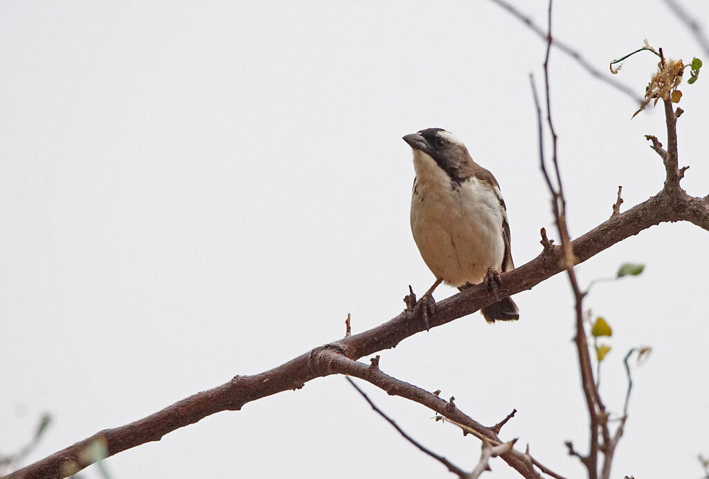 White-browed Sparrow-Weaver