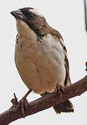 White-browed Sparrow-Weaver