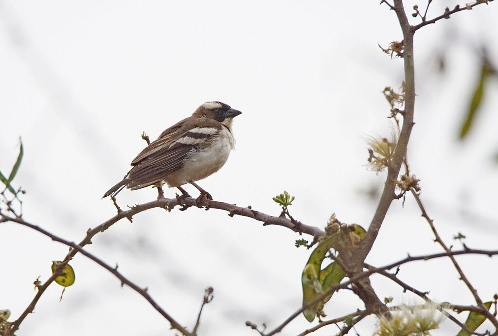 White-browed Sparrow-Weaver