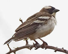 White-browed Sparrow-Weaver