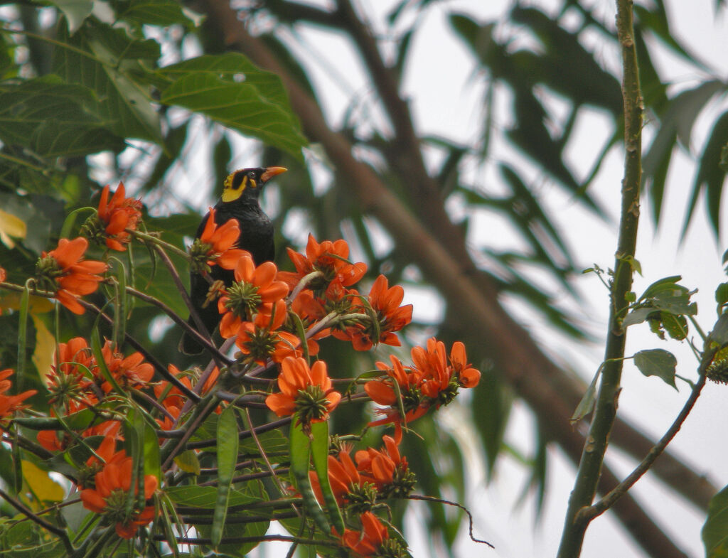 Common Hill Myna