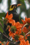 Common Hill Myna