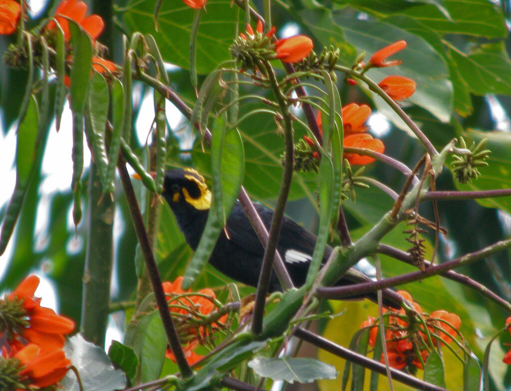 Common Hill Myna