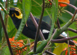 Common Hill Myna