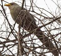 Blue Malkoha