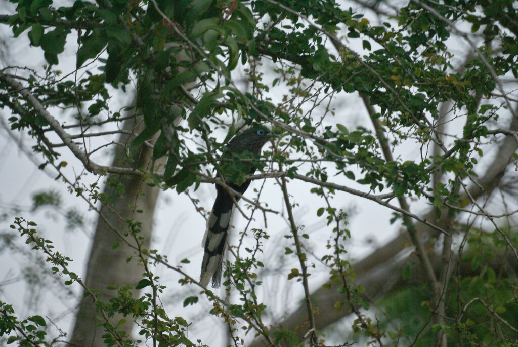 Blue-faced Malkoha