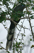 Blue-faced Malkoha