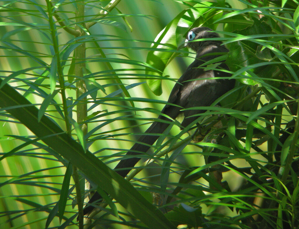 Blue-faced Malkoha