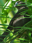 Blue-faced Malkoha