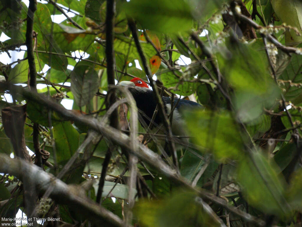 Malcoha à face rougeadulte, identification