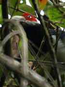 Malcoha à face rouge