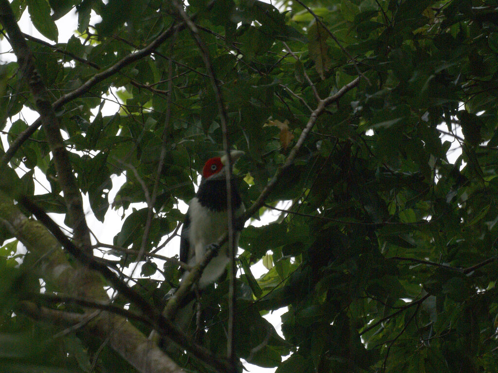 Malcoha à face rouge